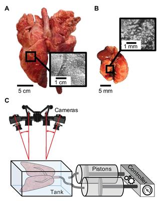 Novel Mechanical Strain Characterization of Ventilated ex vivo Porcine and Murine Lung using Digital Image Correlation